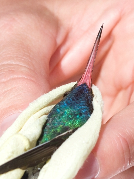Broad-billed Hummingbird